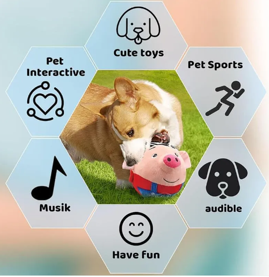Corgi playing with the bouncing squeaky pig toy on grass