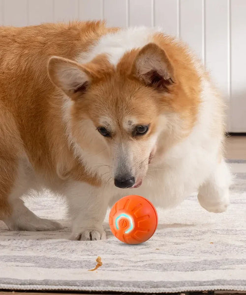 Corgi pouncing on the self-moving smart toy ball on a living room rug